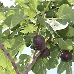 Apartamento Antica Macina