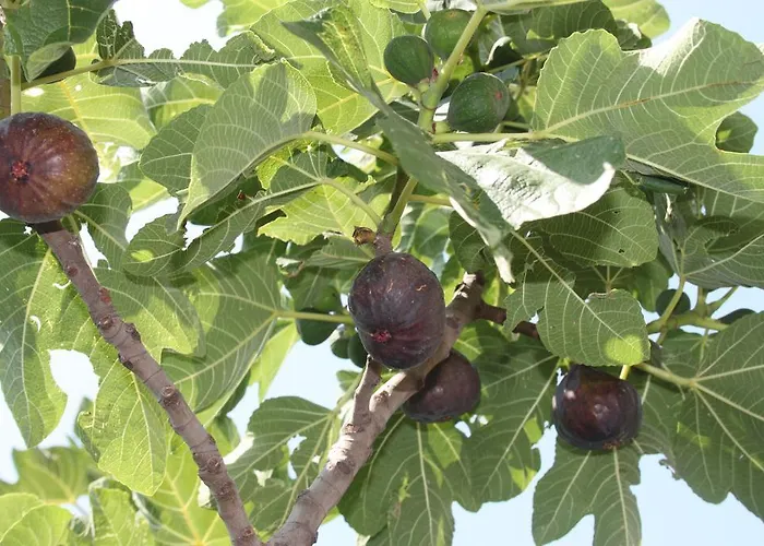 Διαμέρισμα Antica Macina