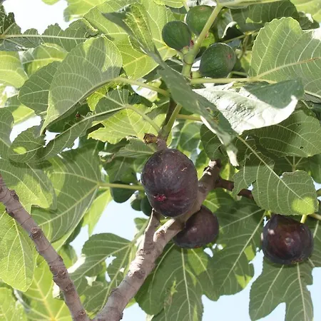 Daire Antica Macina